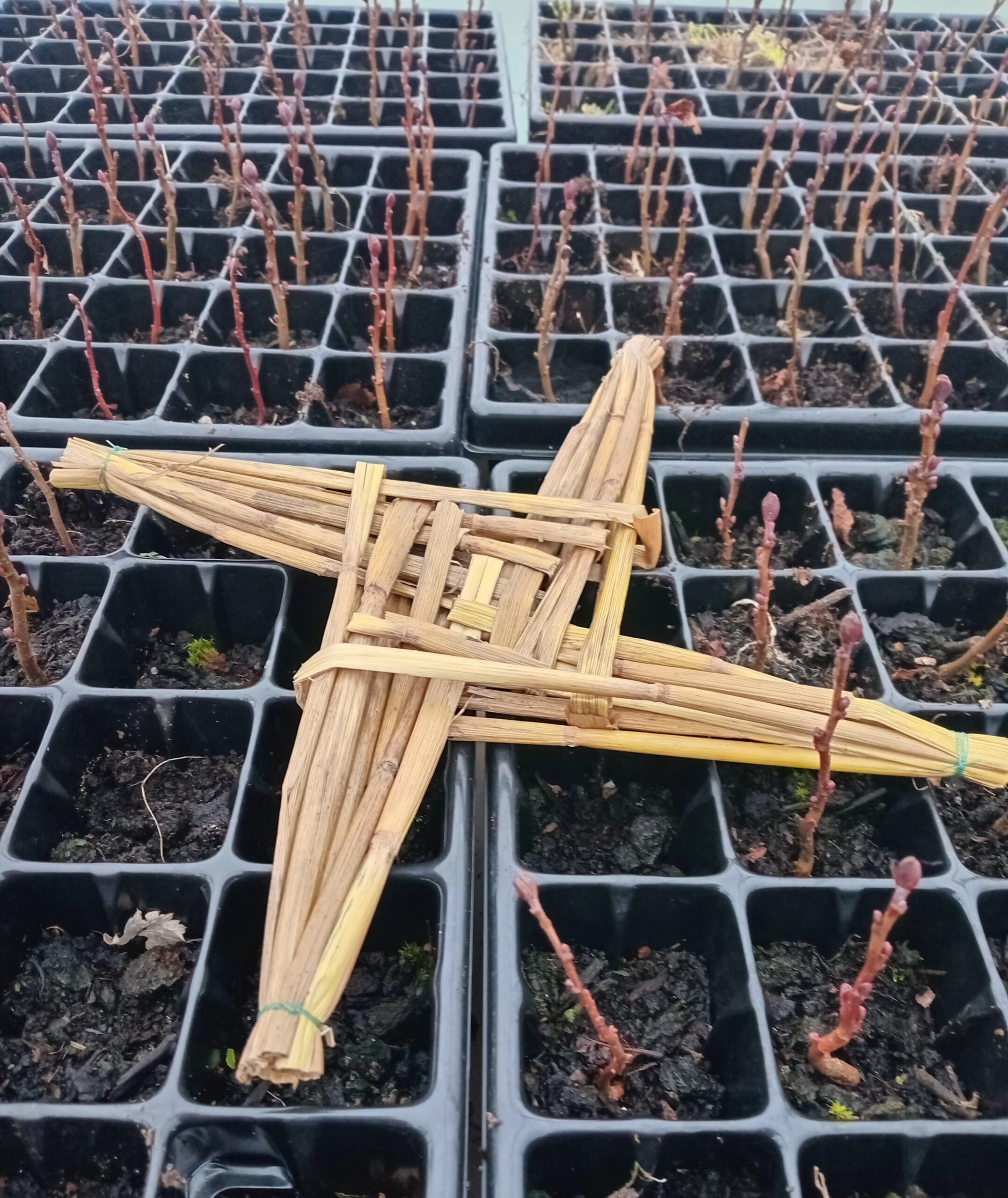 February Volunteer Day at Graine Native Tree Nursery