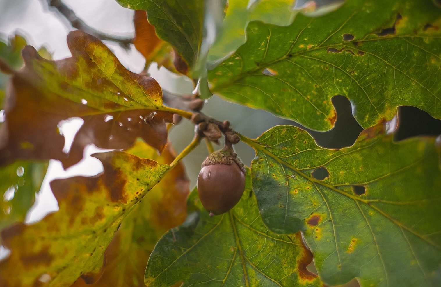 acorn-
